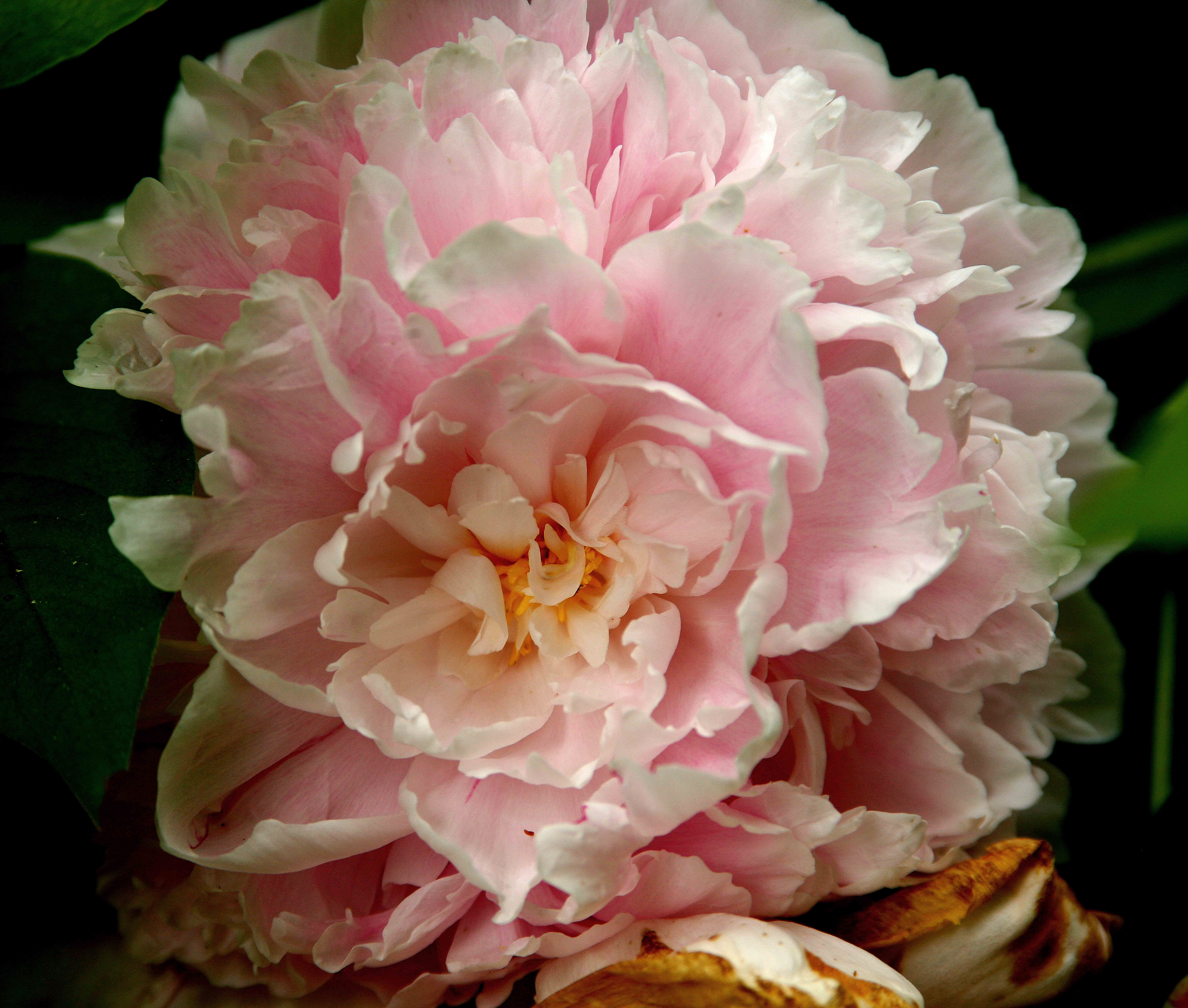 Peony Love by Len Emery