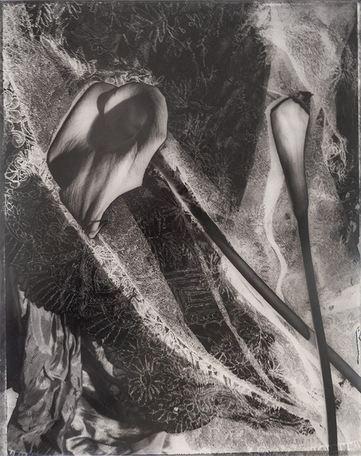 Calla Lilies by Robert Bianchi