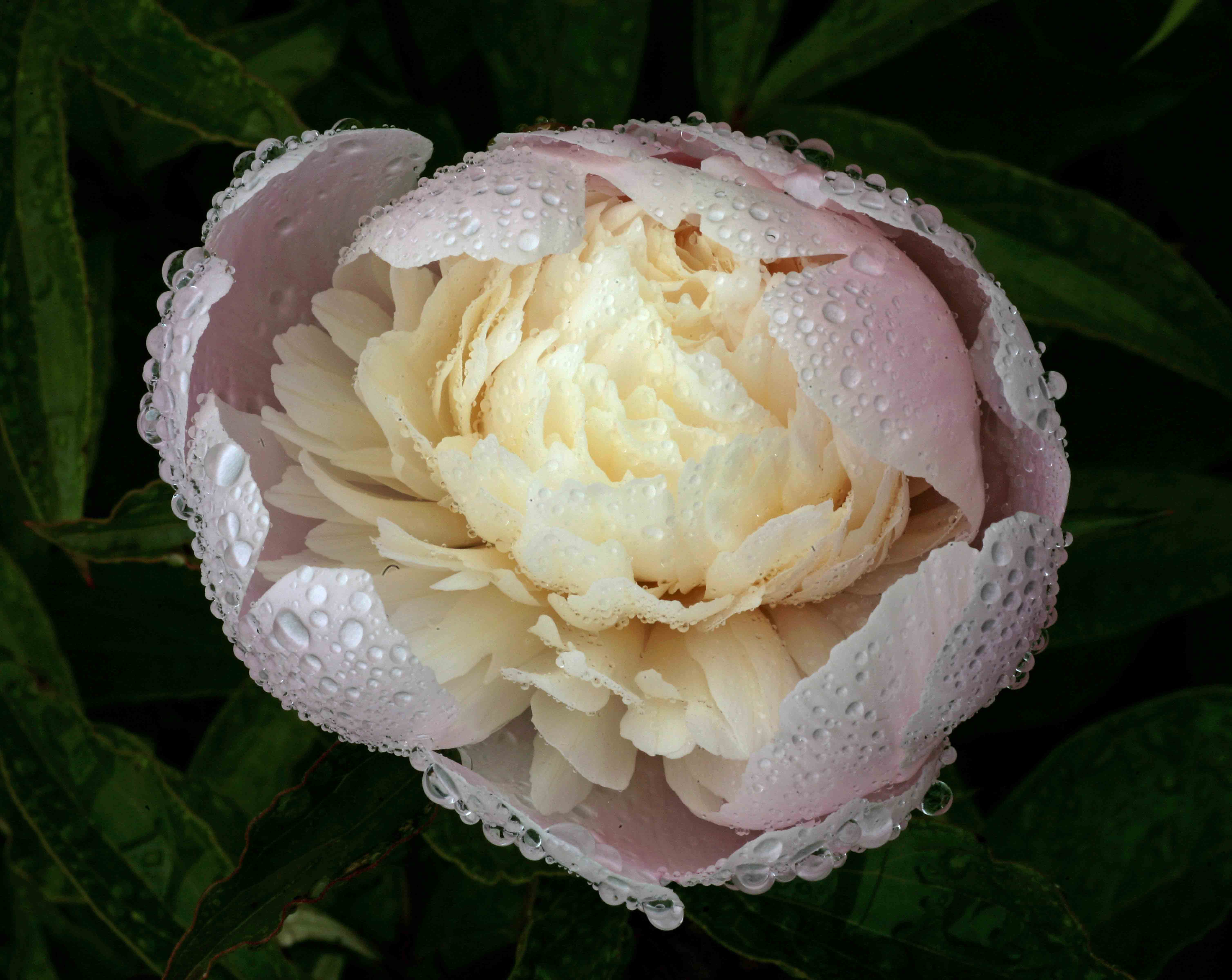 Peony Dew by Len Emery