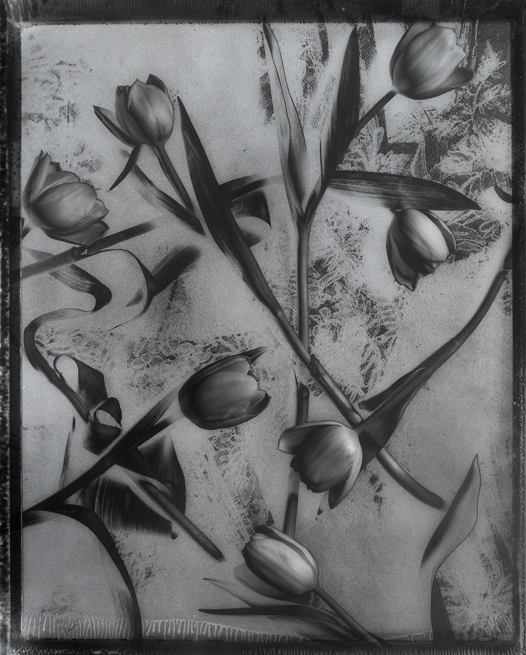 Tulips II by Robert Bianchi